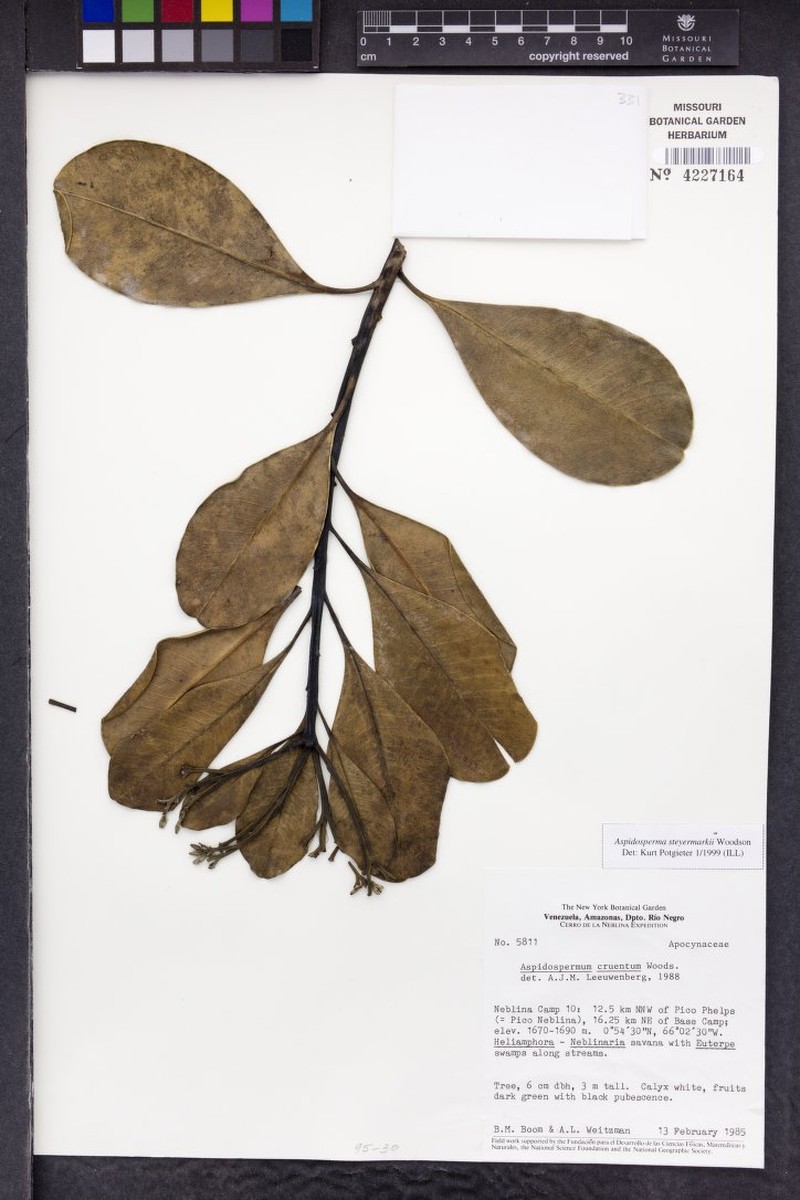 Aspidosperma steyermarkii photo 3