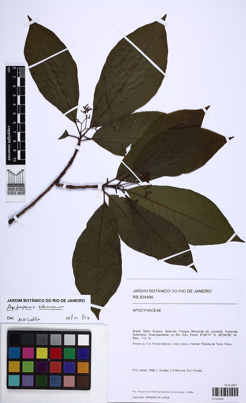 Aspidosperma subincanum photo 2