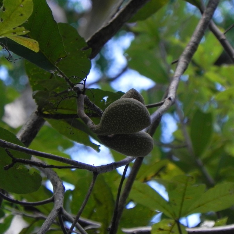Aspidosperma subincanum photo 4