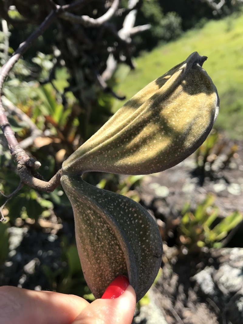 Aspidosperma subincanum photo 5