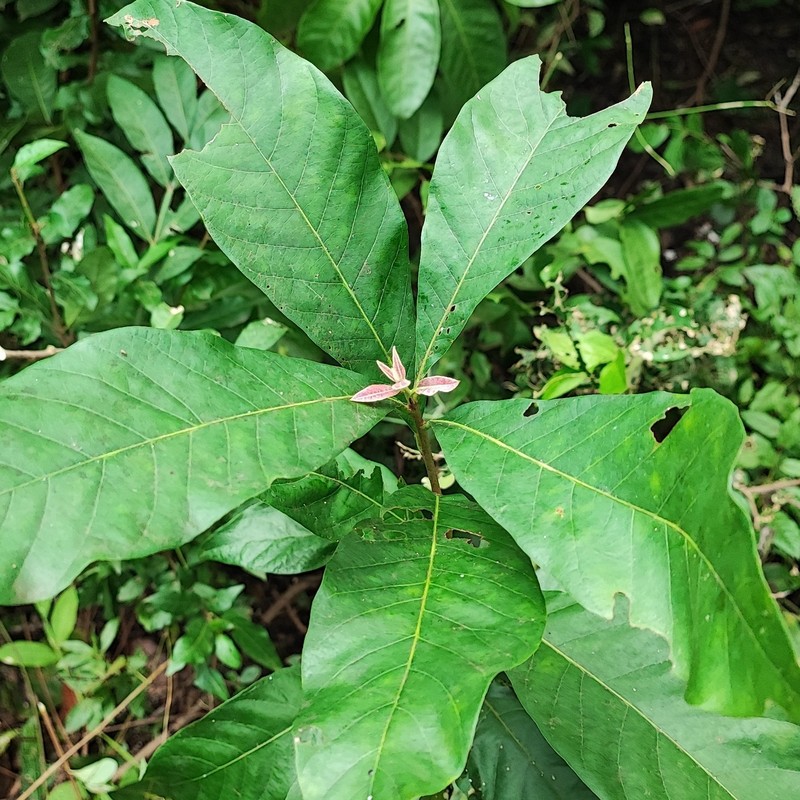 Aspidosperma subincanum photo 7