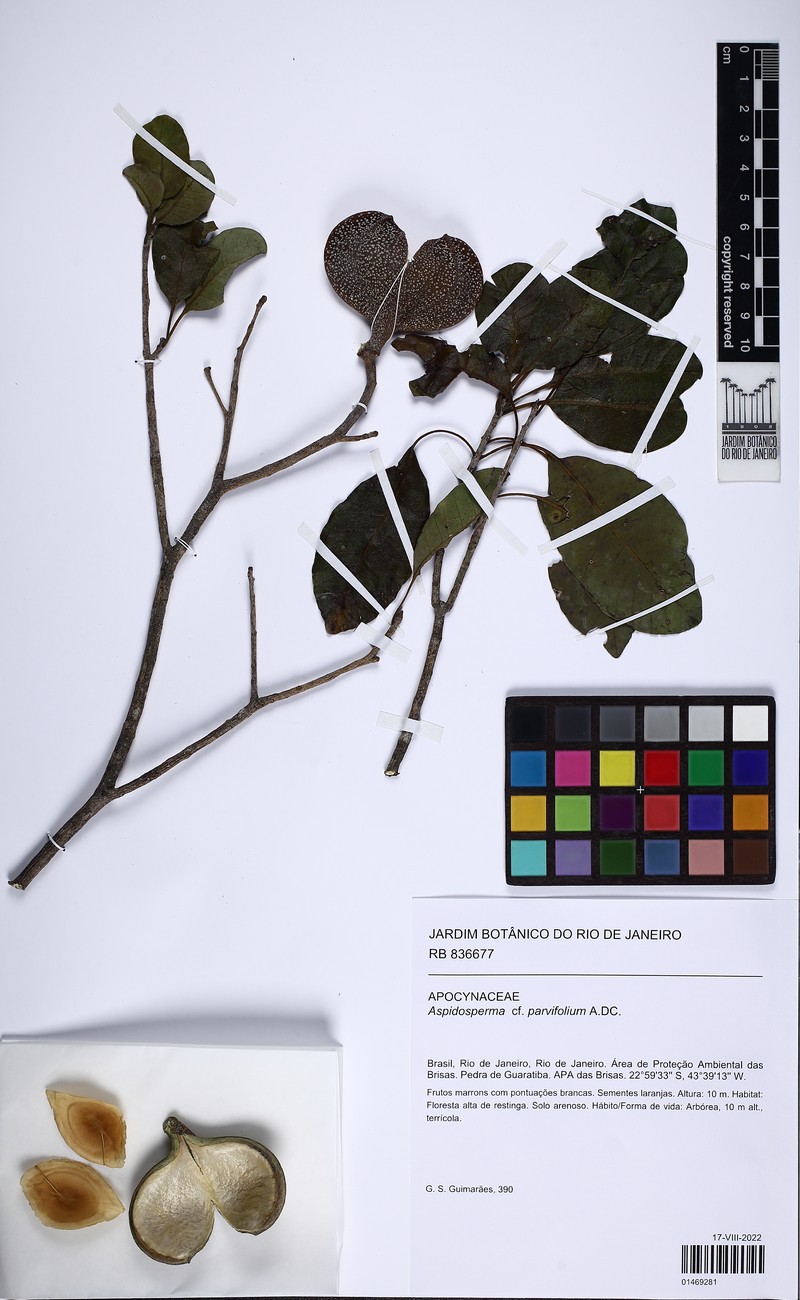 Aspidosperma tambopatense