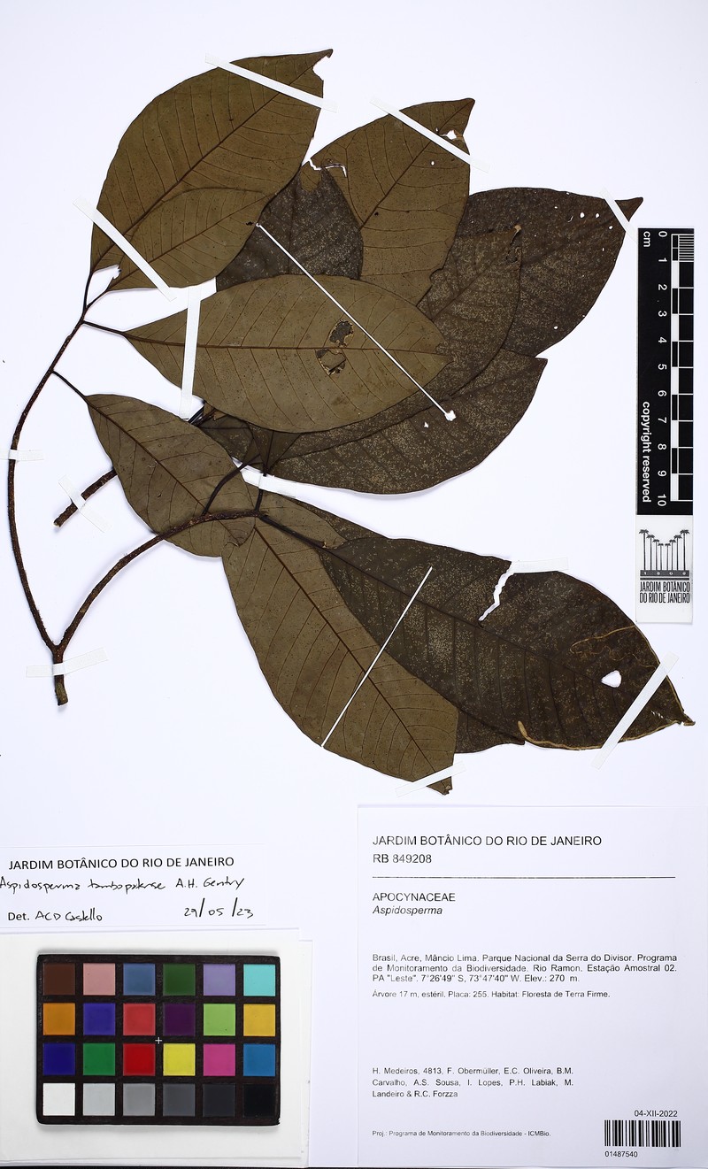 Aspidosperma tambopatense photo 3