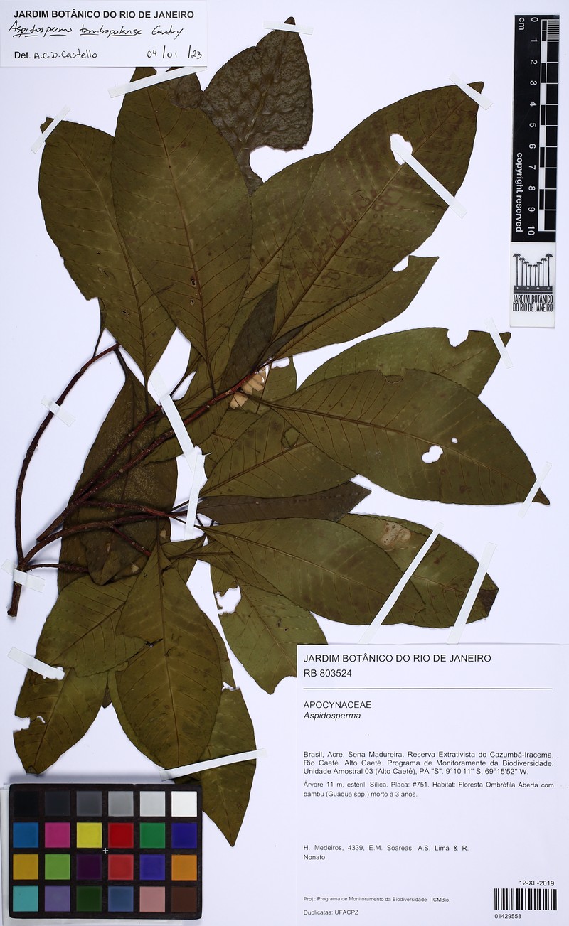 Aspidosperma tambopatense photo 4