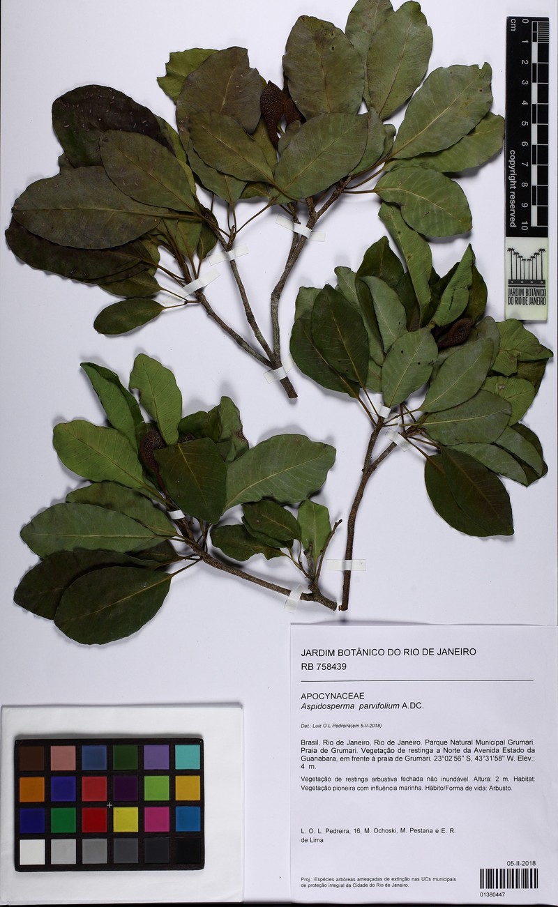Aspidosperma tambopatense photo 5