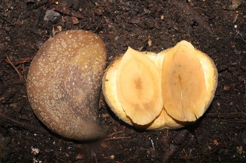 Aspidosperma tambopatense photo 8