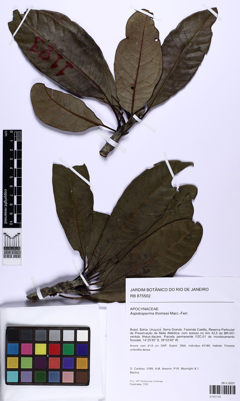 Aspidosperma thomasii