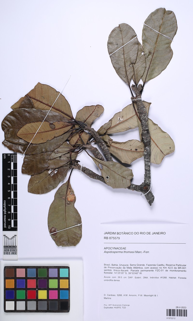 Aspidosperma thomasii photo 2
