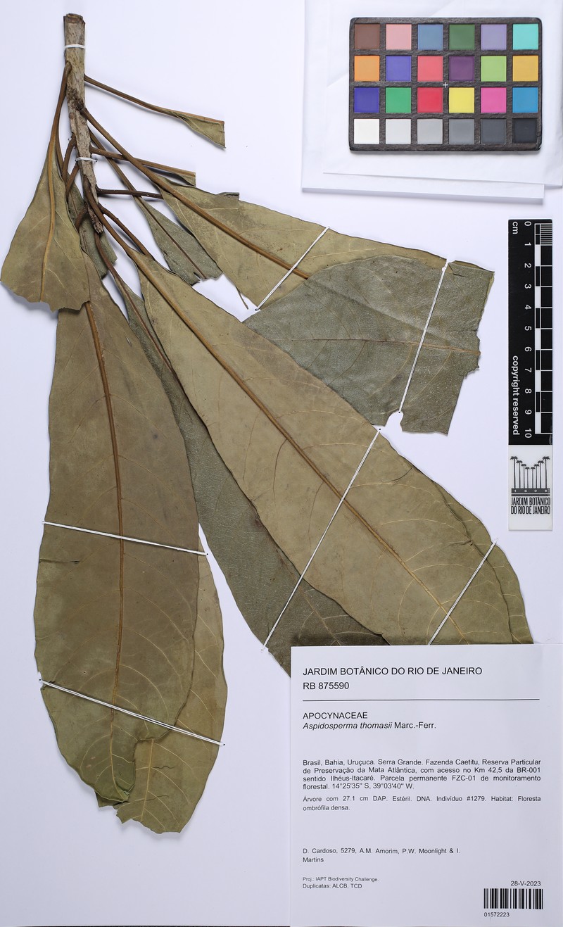 Aspidosperma thomasii photo 3