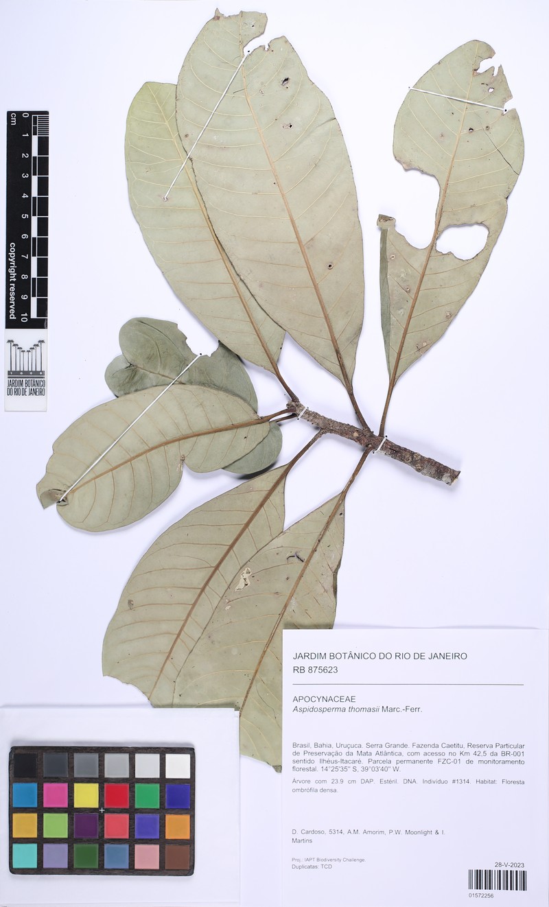 Aspidosperma thomasii photo 4