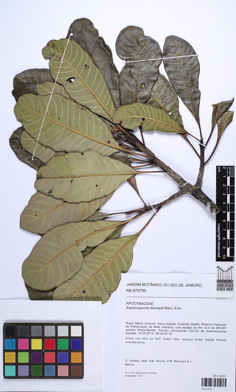 Aspidosperma thomasii photo 5