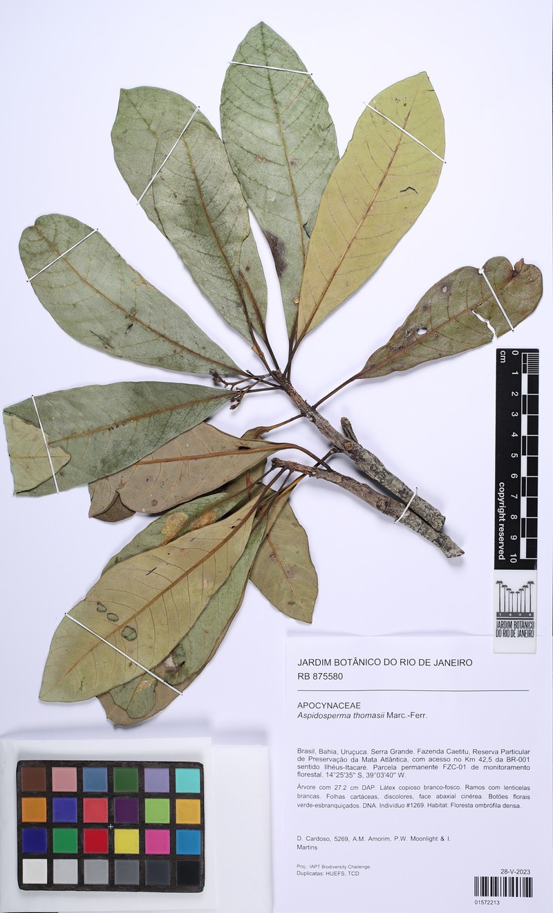 Aspidosperma thomasii photo 6