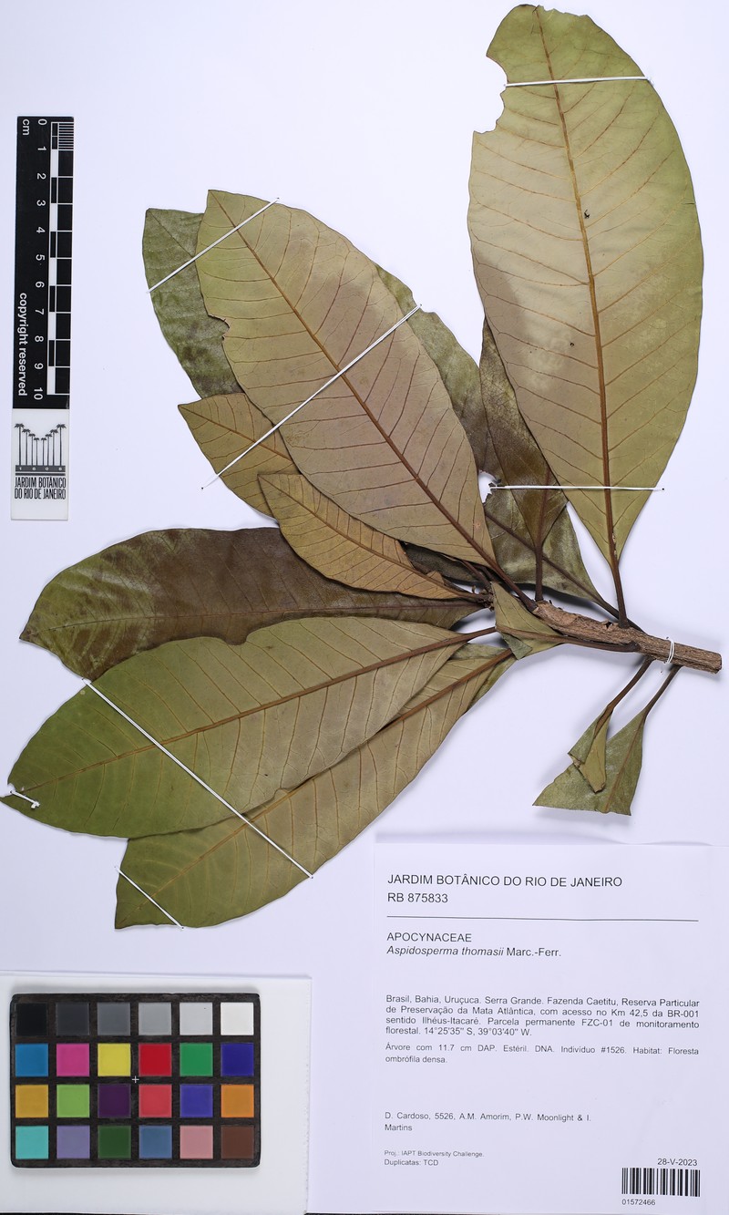 Aspidosperma thomasii photo 7
