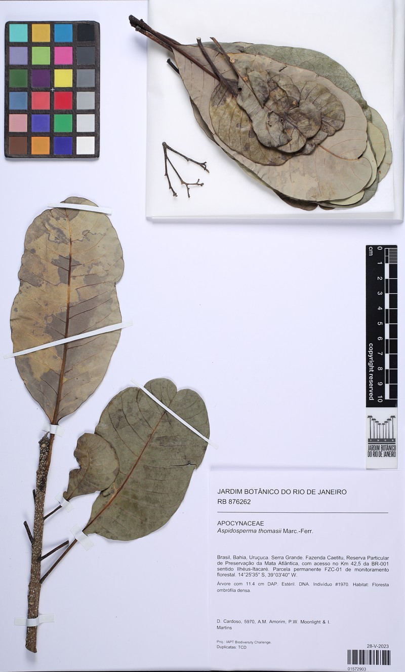 Aspidosperma thomasii photo 8