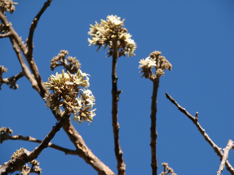 Aspidosperma tomentosum