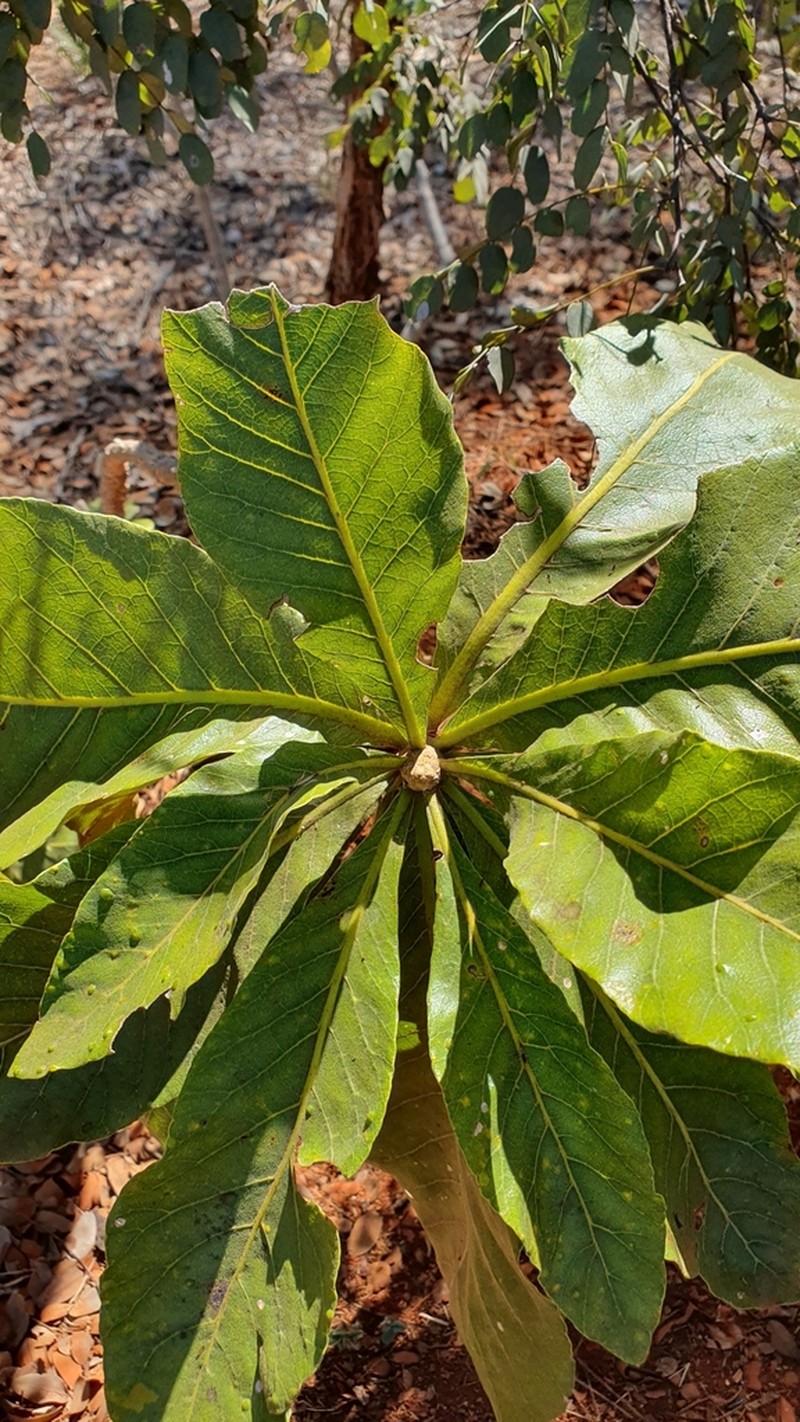 Aspidosperma tomentosum photo 6