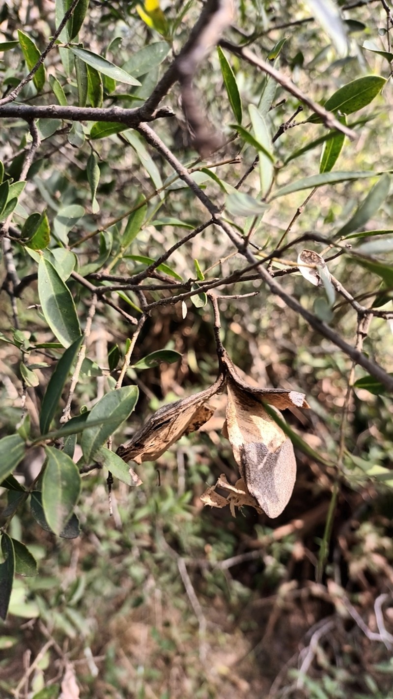Aspidosperma triternatum