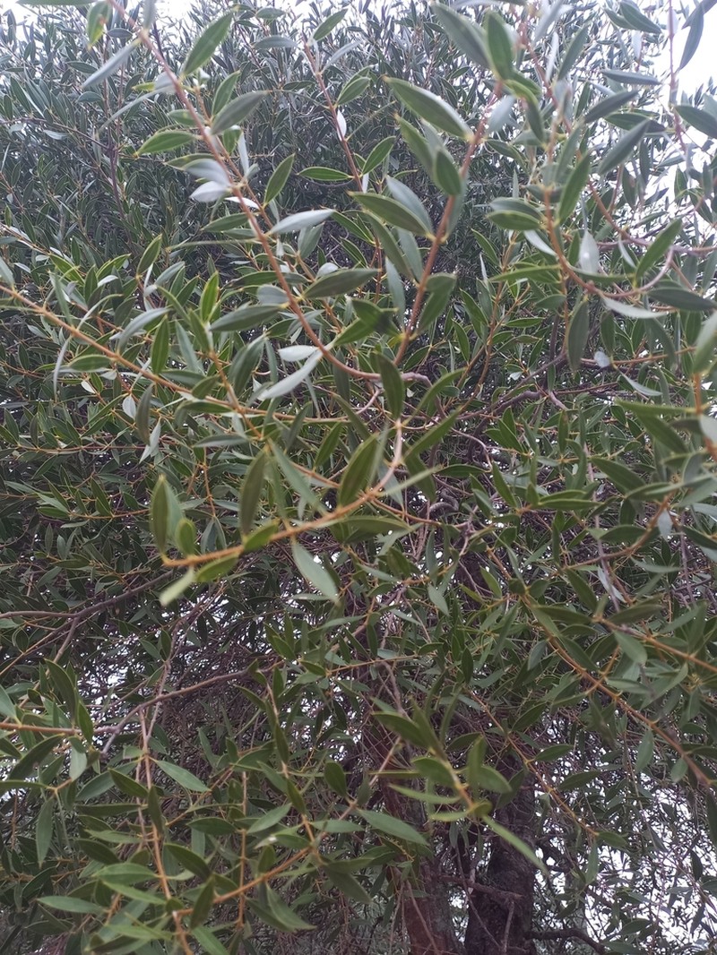 Aspidosperma triternatum photo 2