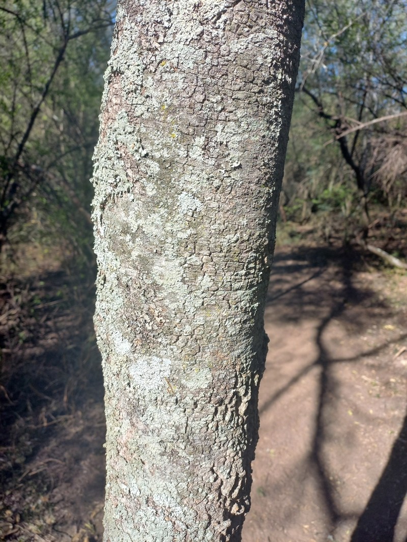 Aspidosperma triternatum photo 3