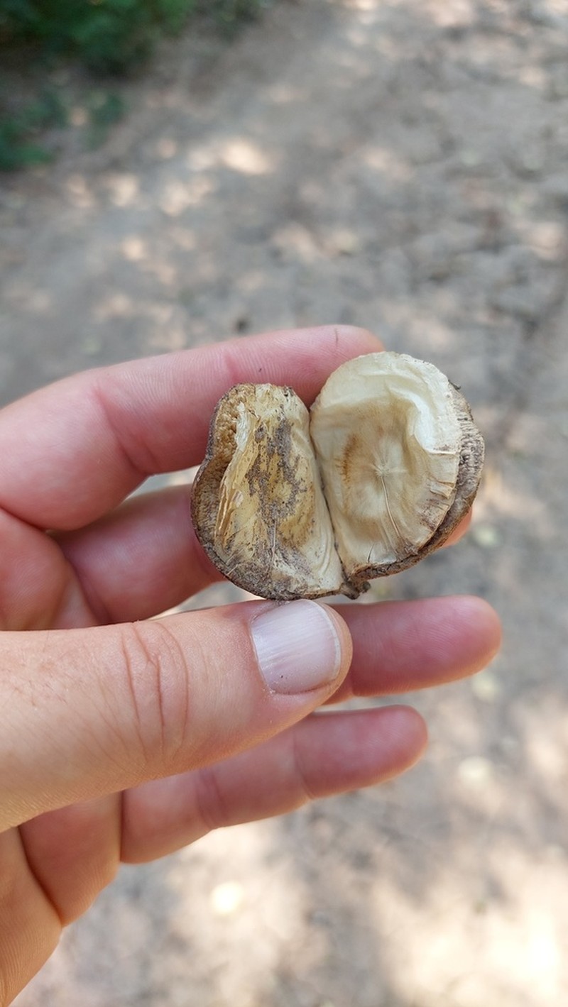 Aspidosperma triternatum photo 4