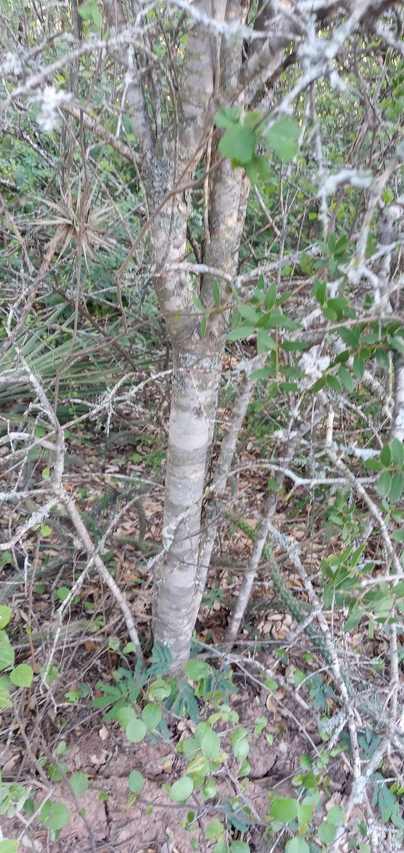 Aspidosperma triternatum photo 8