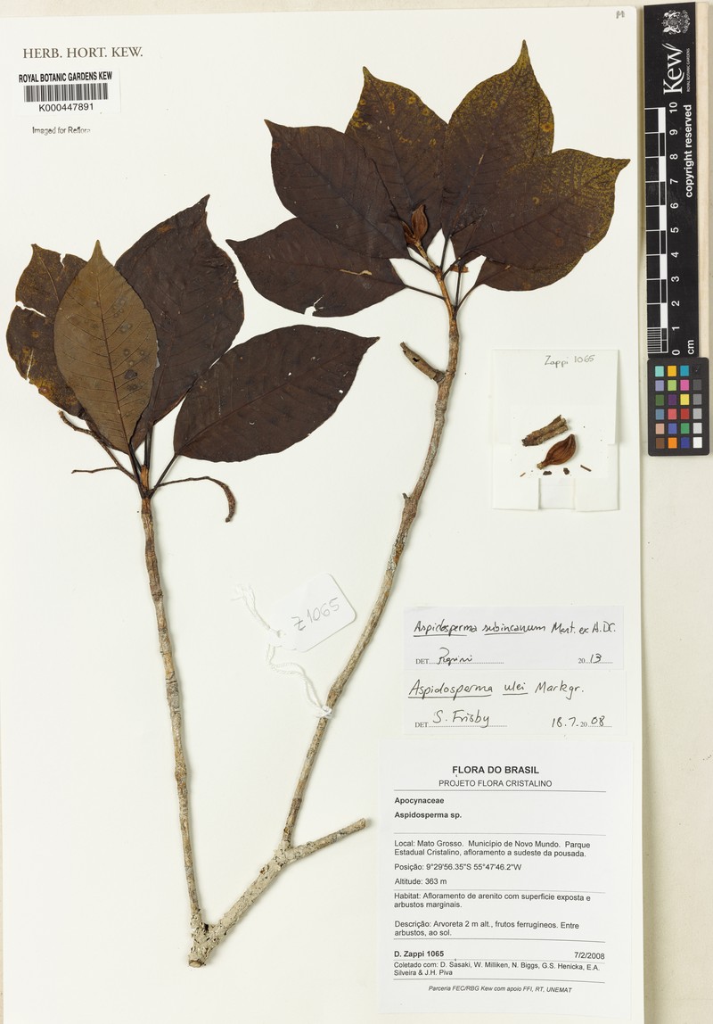 Aspidosperma ulei photo 3