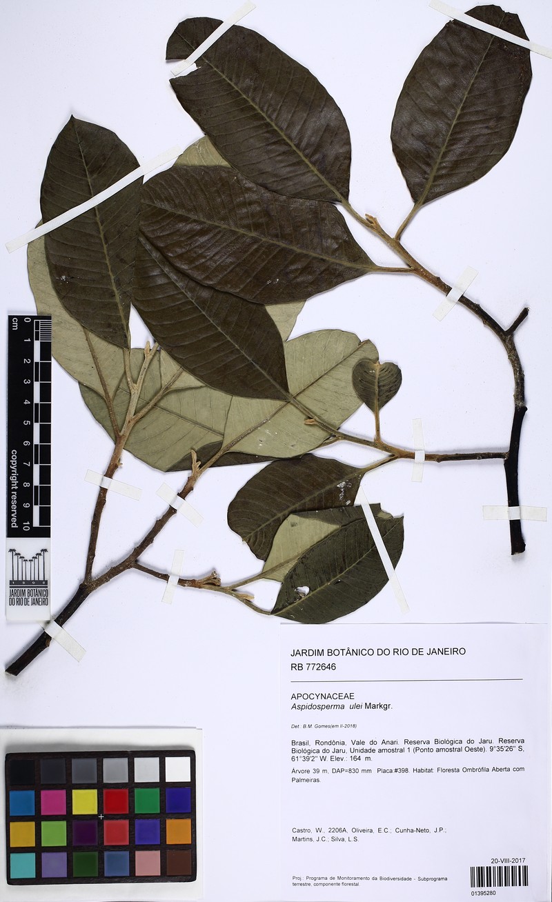 Aspidosperma ulei photo 2