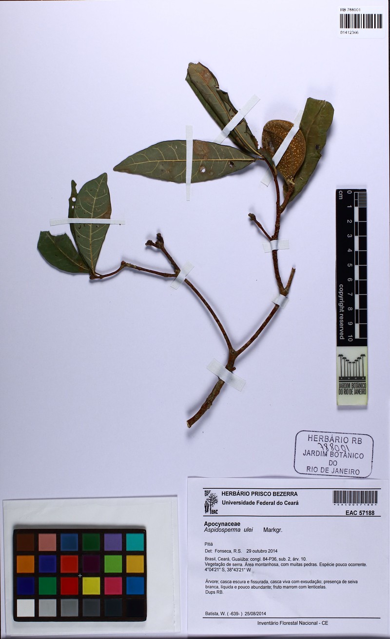 Aspidosperma ulei photo 3