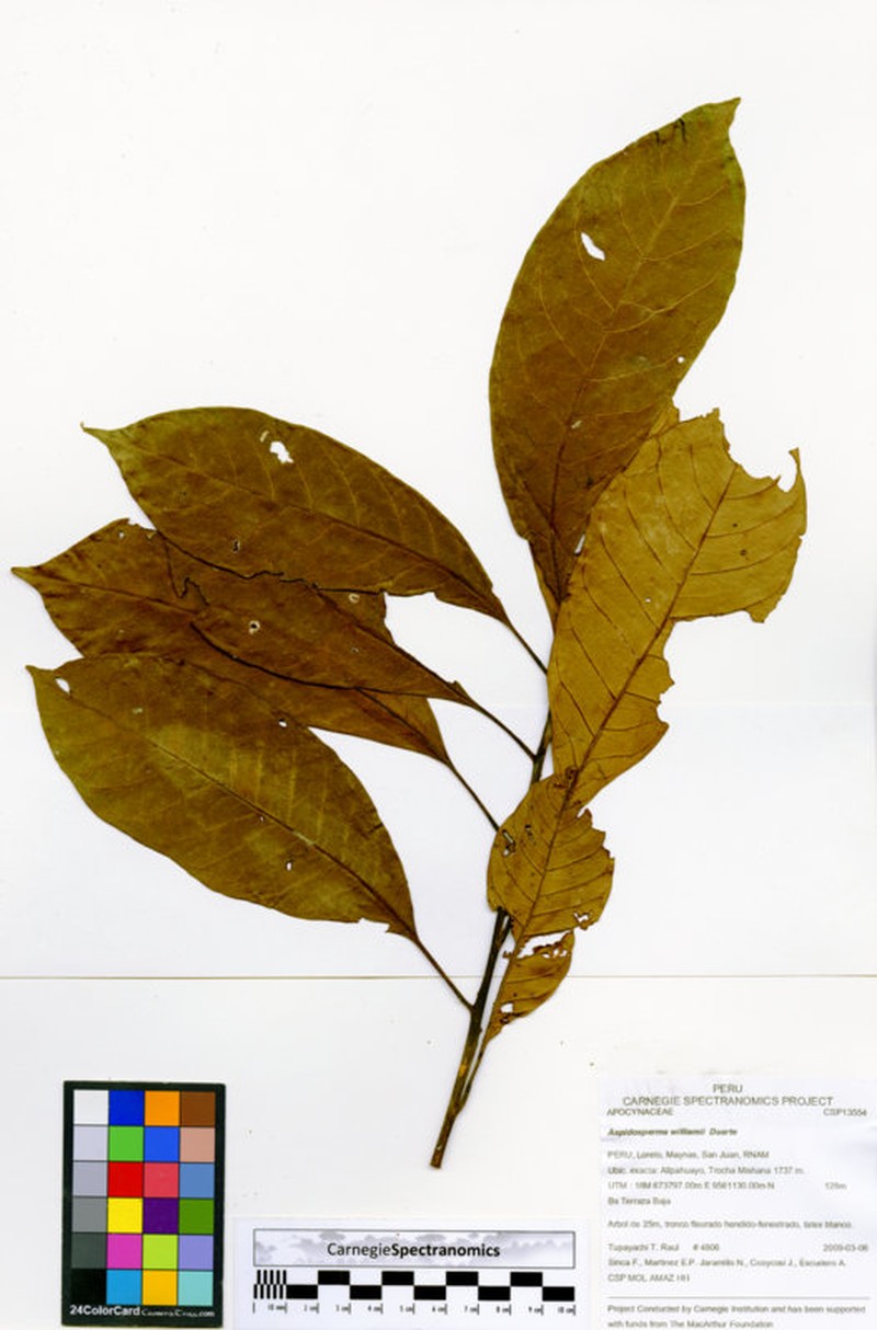 Aspidosperma williamii