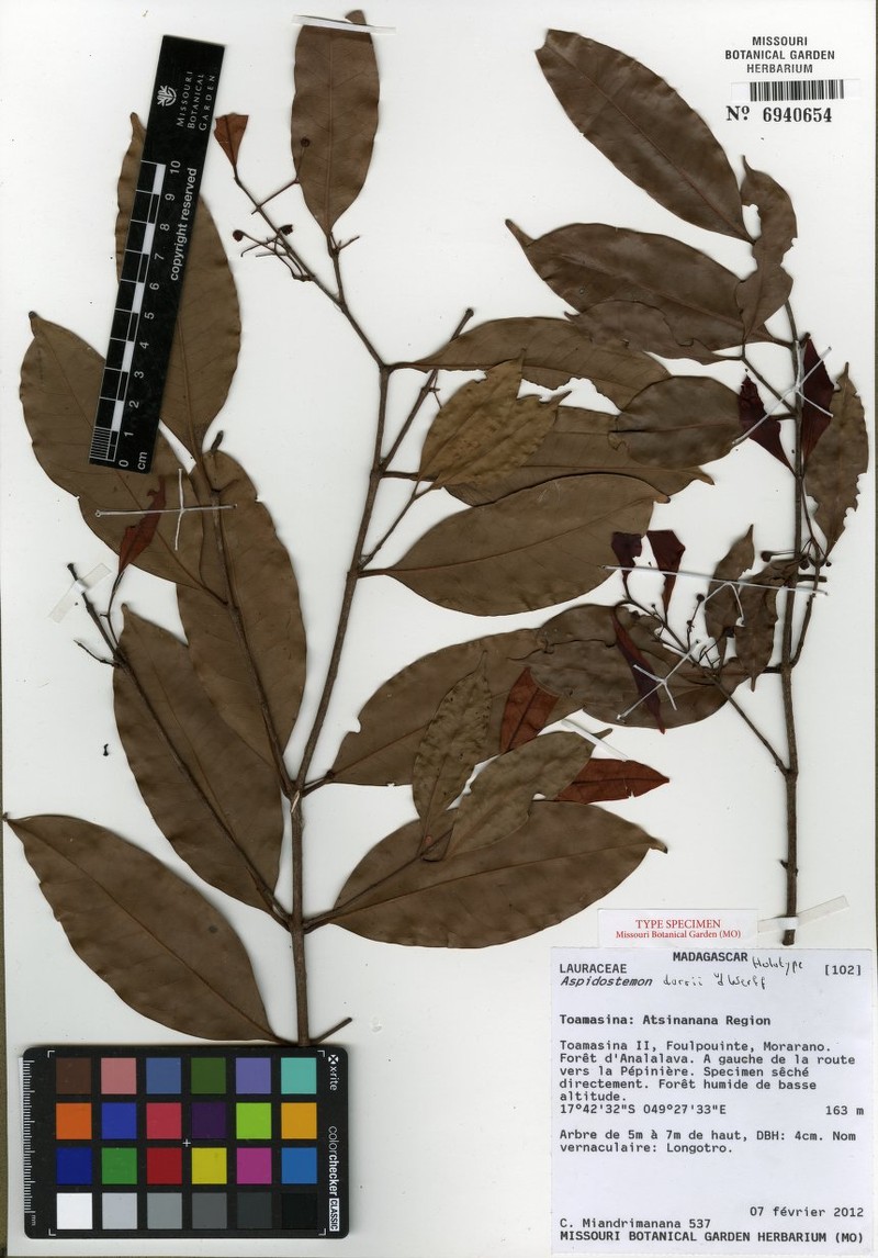 Aspidostemon dorrii