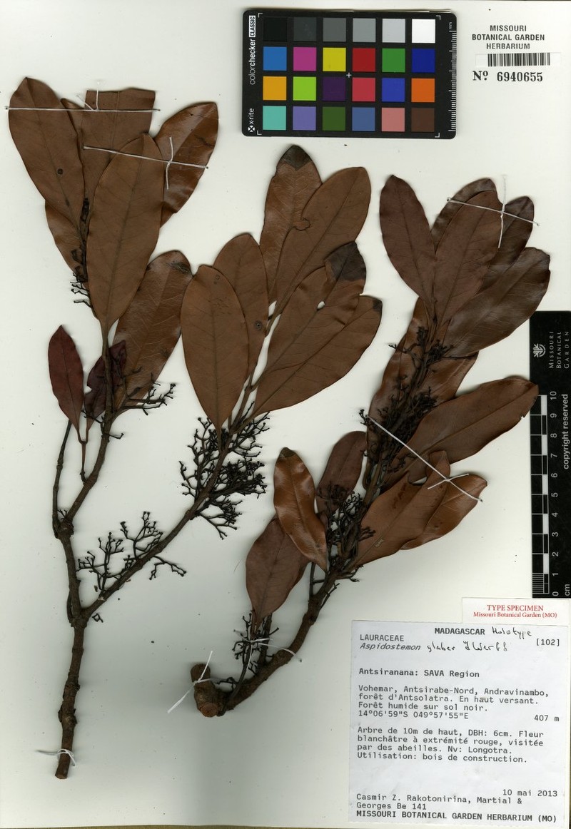 Aspidostemon glaber
