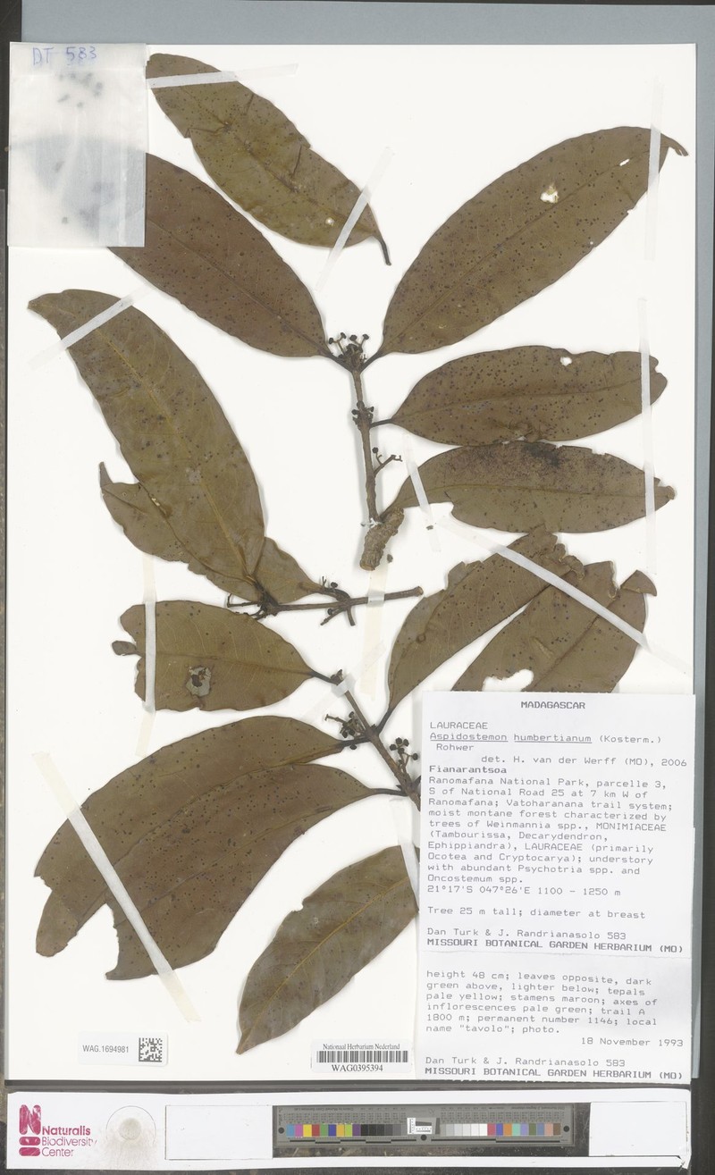 Aspidostemon humbertianus