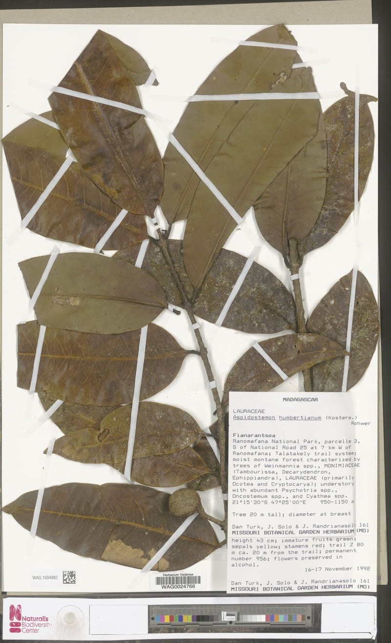 Aspidostemon humbertianus photo 2