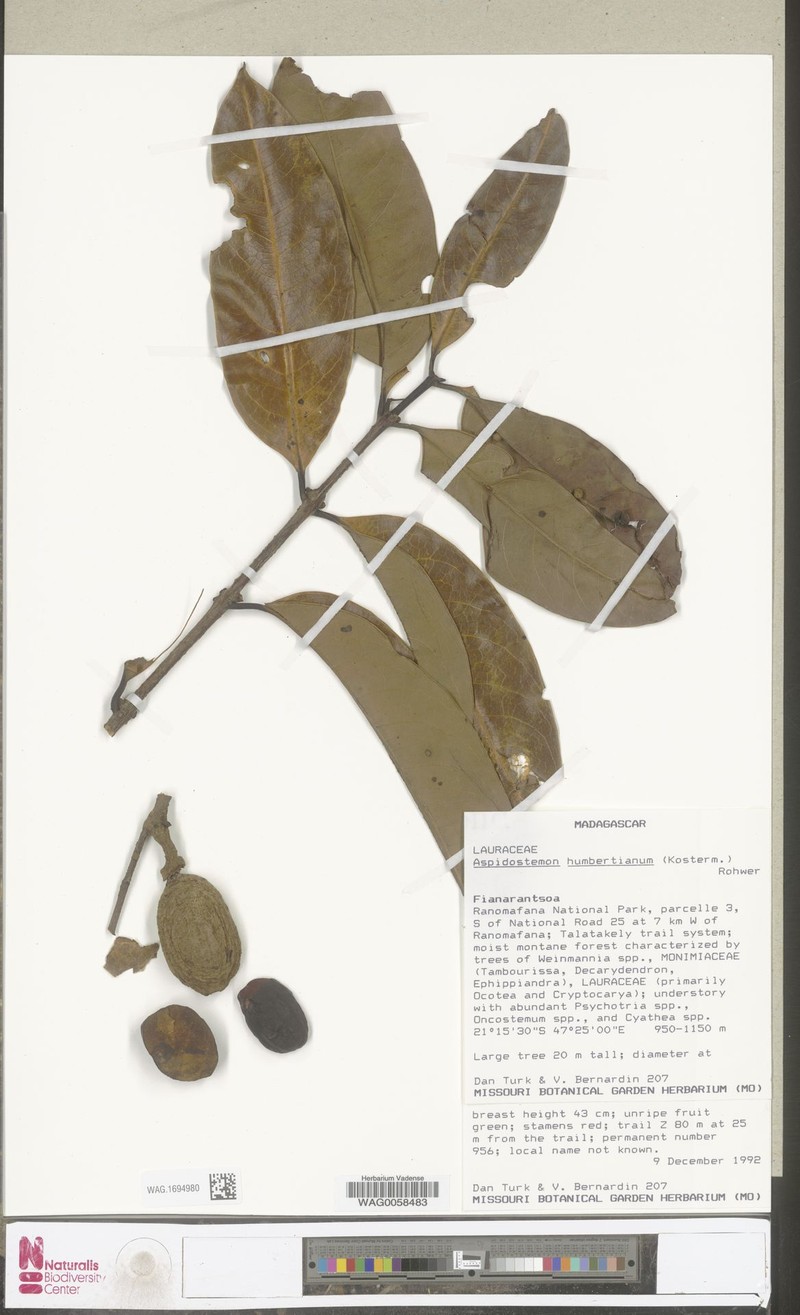 Aspidostemon humbertianus photo 3