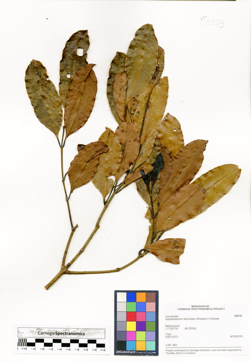 Aspidostemon lacrimans