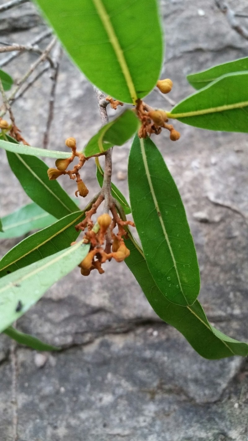 Aspidostemon occultus