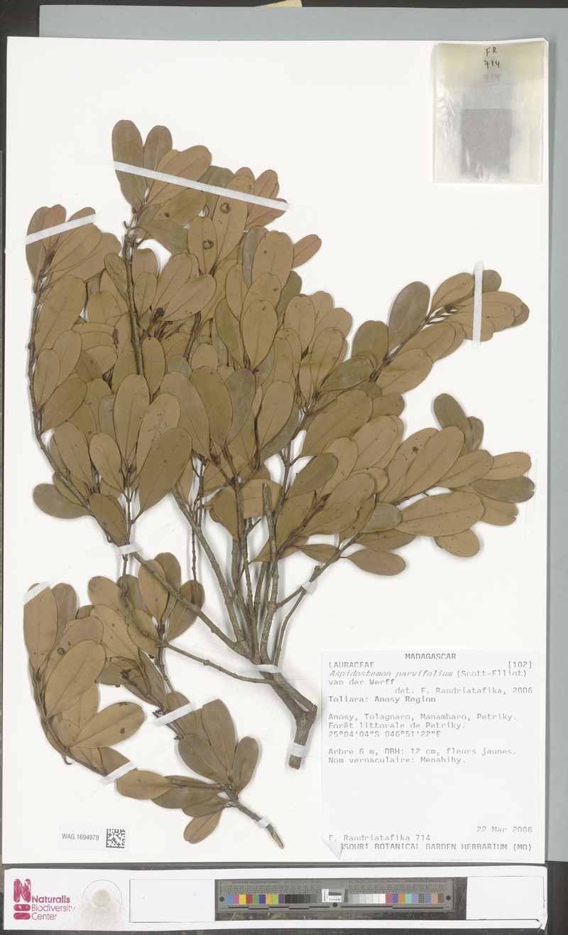Aspidostemon parvifolius