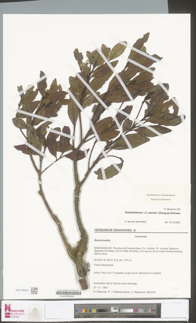 Aspidostemon perrieri