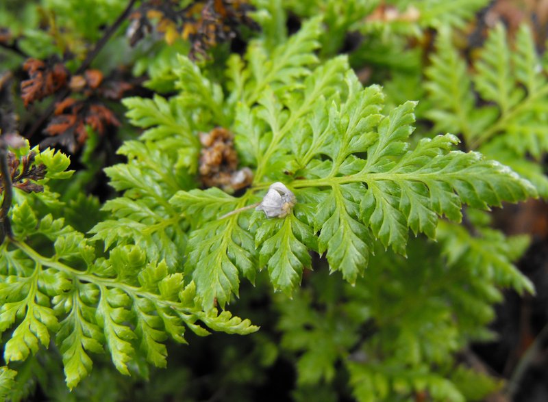 California Lacefern photo 5