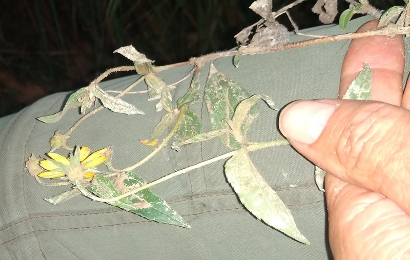Aspilia africana photo 3