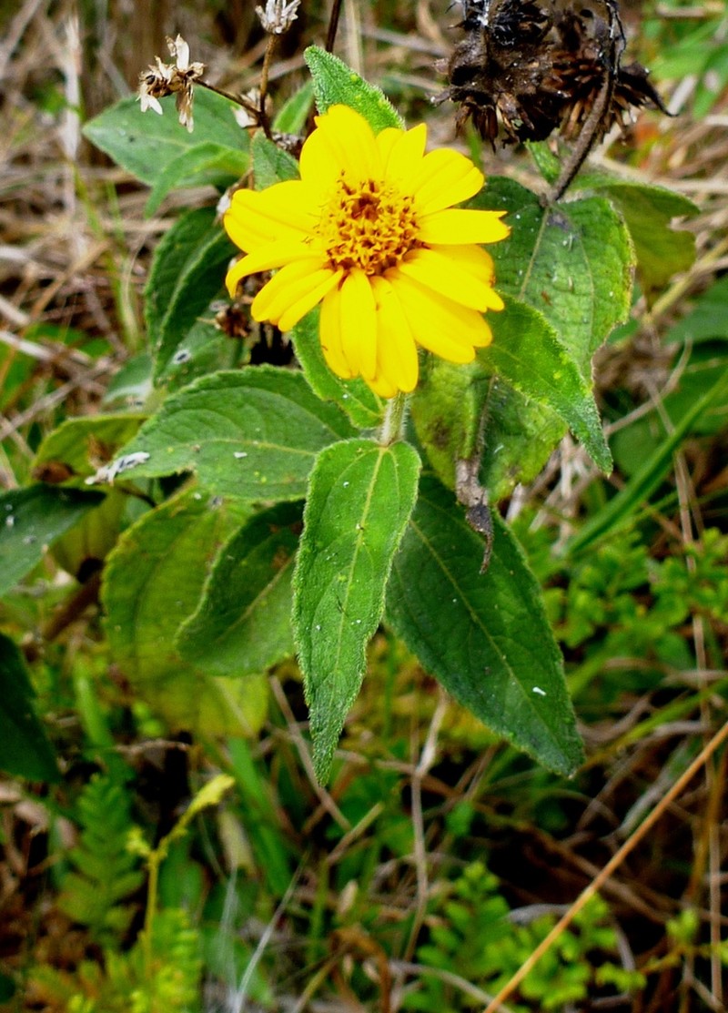 Aspilia africana photo 5