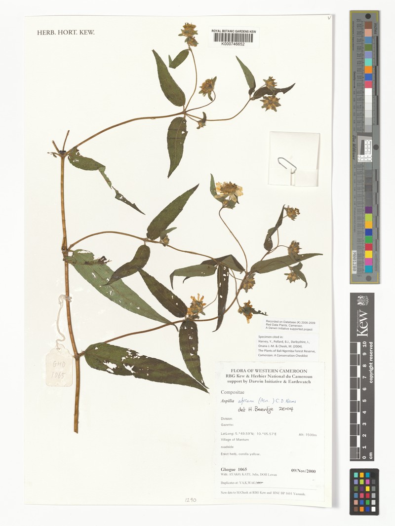 Aspilia africana subsp. africana