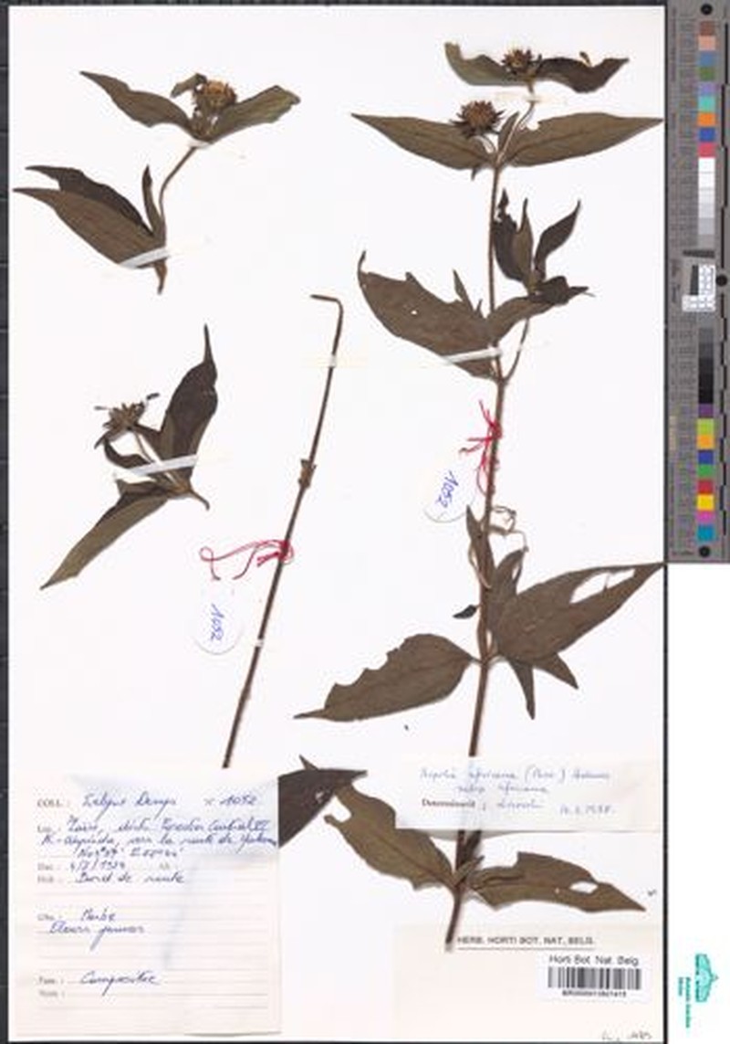 Aspilia africana subsp. africana photo 2