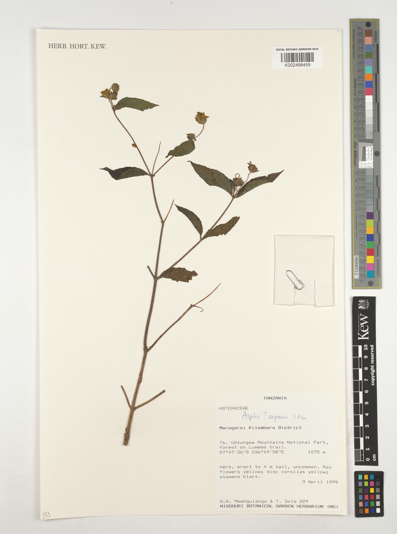 Aspilia africana subsp. magnifica