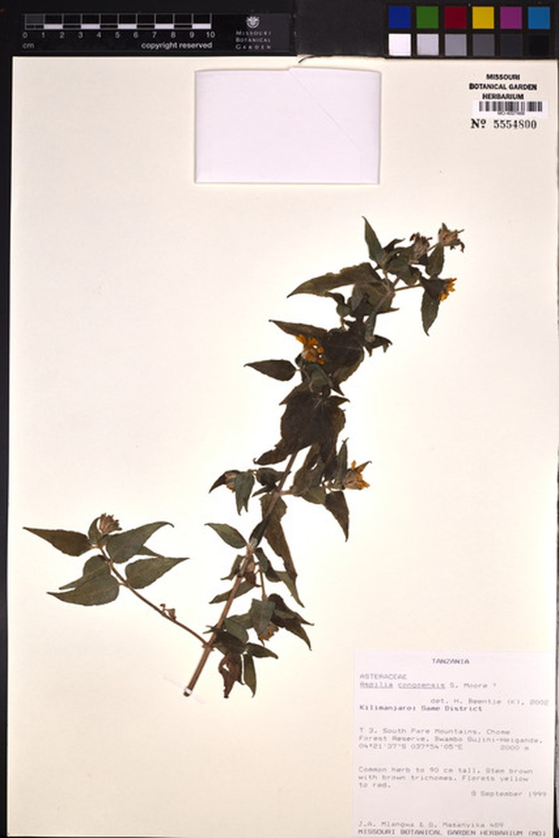 Aspilia africana subsp. magnifica photo 2