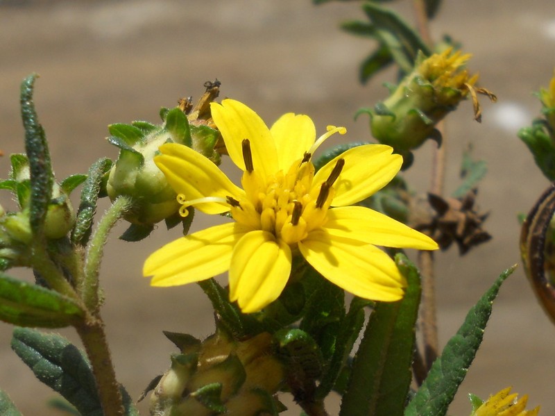 Aspilia almasensis