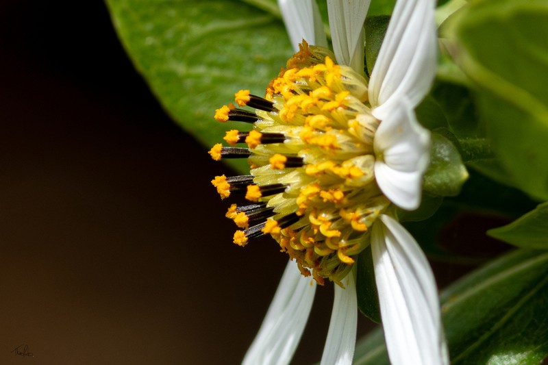 Aspilia andrade-limae photo 3