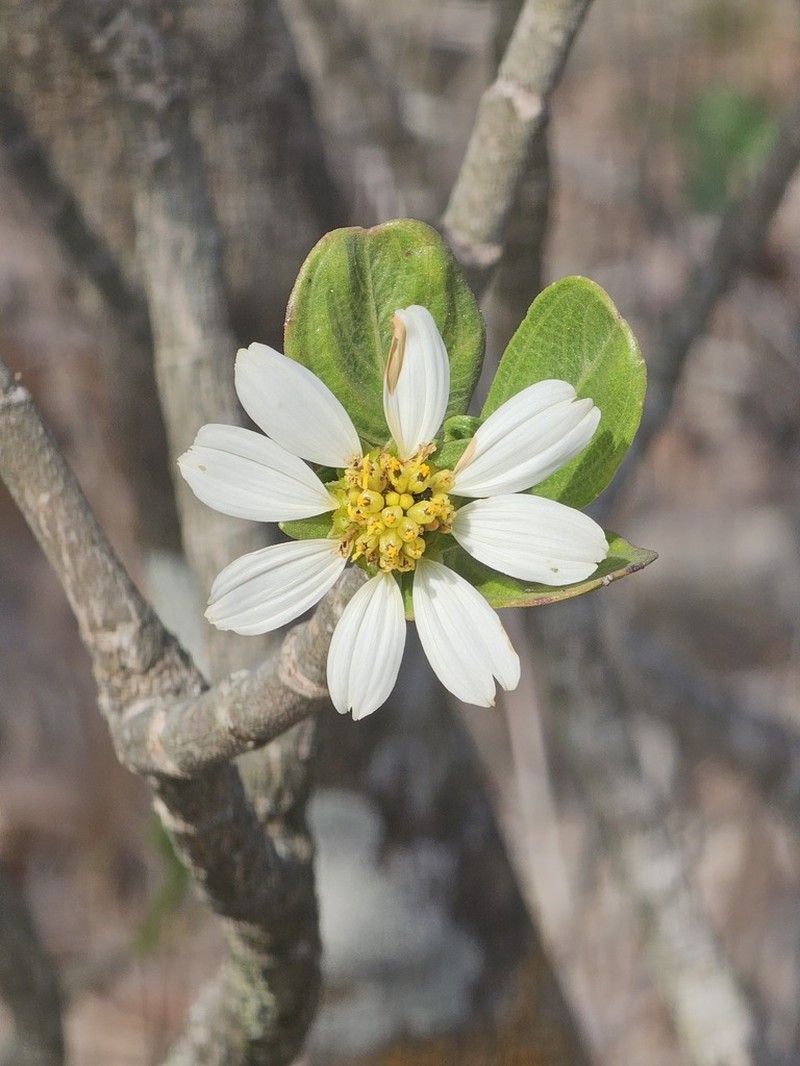 Aspilia andrade-limae