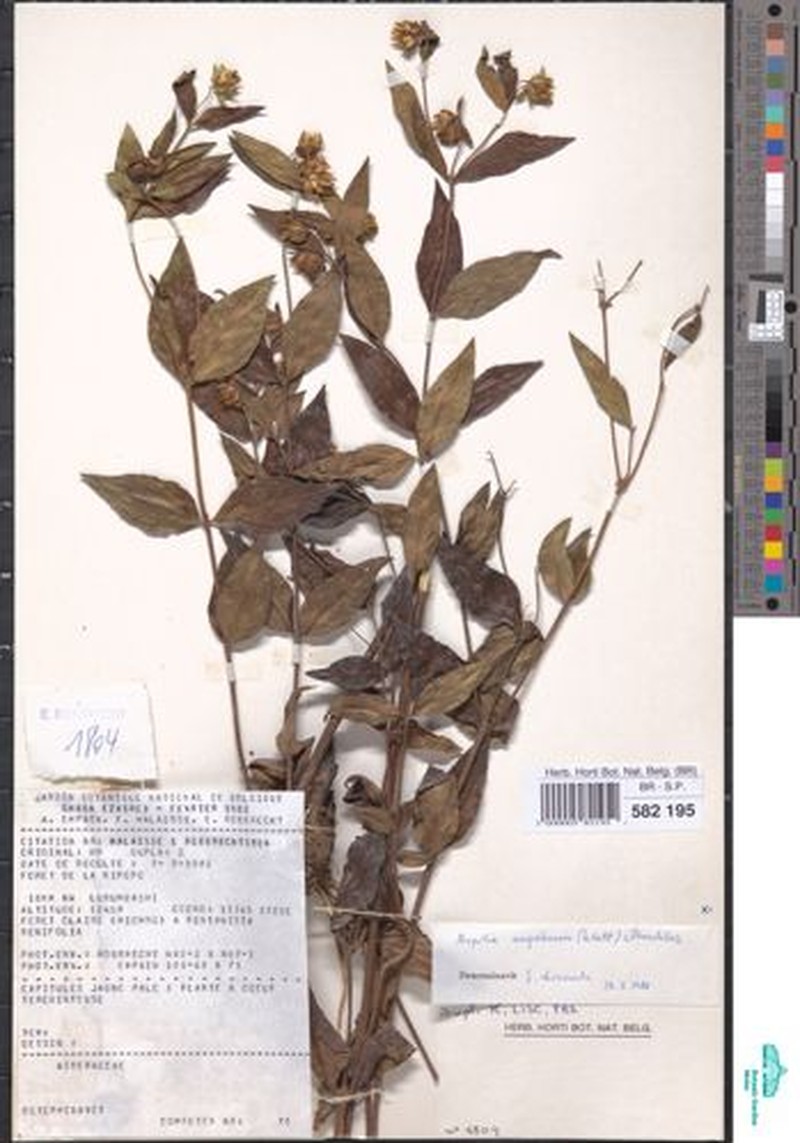 Aspilia angolensis photo 2