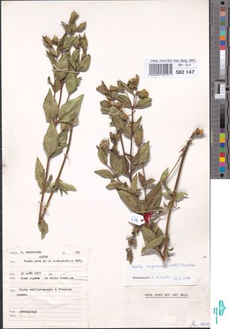 Aspilia angolensis photo 3